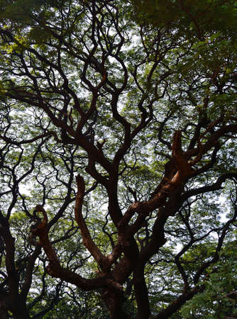 Big tree