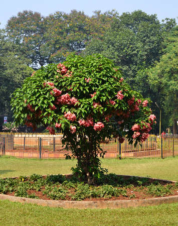 Big blooming bush の写真素材