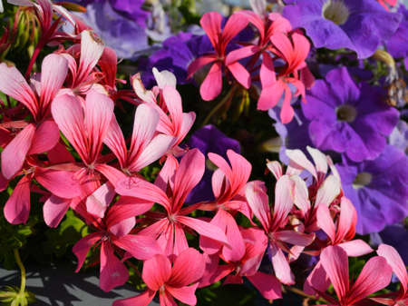 Summer Flowers