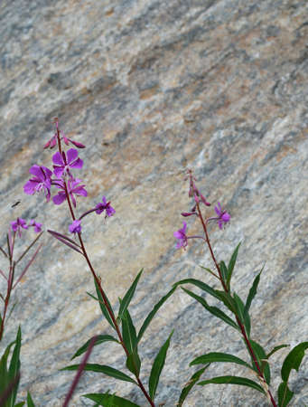 Flowers on stone backgroundの写真素材