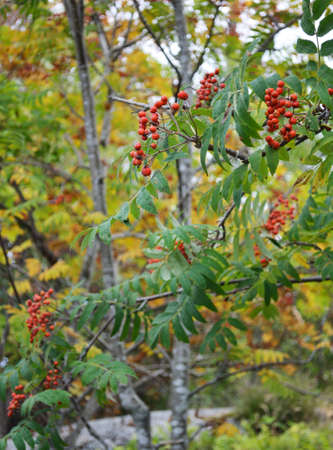 Mountain ash branches with ripe red berriesの写真素材