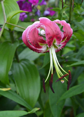 Beautiful pink lily flower close-upの写真素材