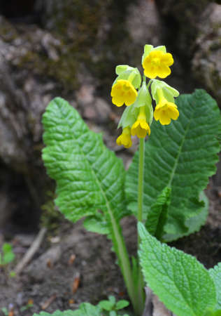 Primula verisの写真素材