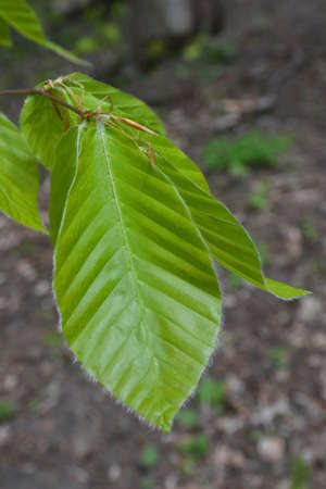 Green leaf close upの写真素材