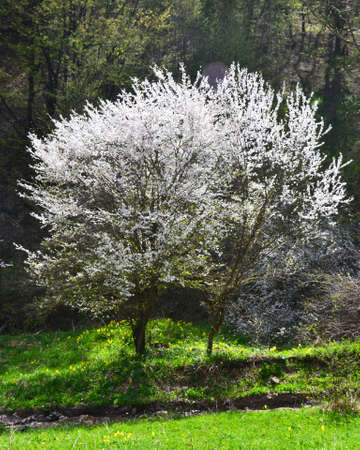 Blossoming trees in springの写真素材