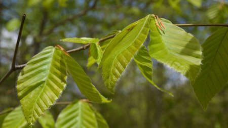 Green leaves close up
