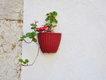 Flowerpot on the white wallの写真素材