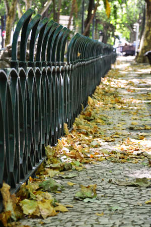 Fallen leaves in the parkの写真素材
