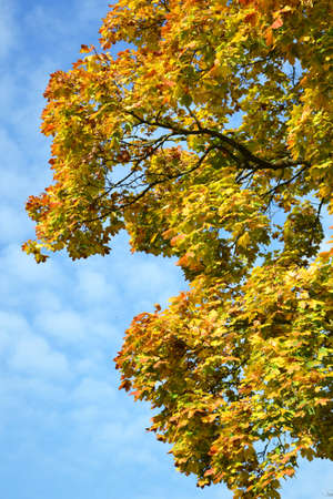 Autumn landscapeの写真素材