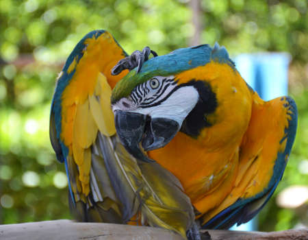 Portrait of Amazon macaw parrot