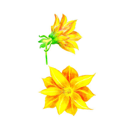 Flowerの写真素材