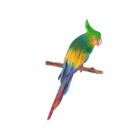 Parrotの写真素材