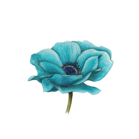 blue anemoneの写真素材