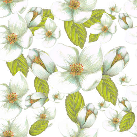 White flowersの写真素材