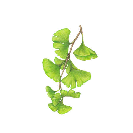Ginkgoの写真素材