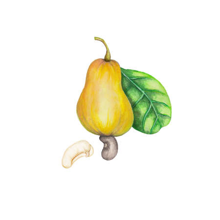 Cashewの写真素材