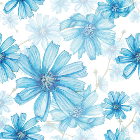 Chicory patternの写真素材