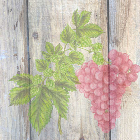Grape and hopsの写真素材