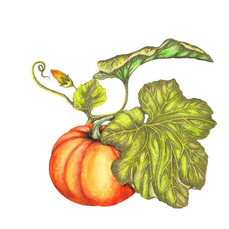 Watercolor pumpkinの写真素材
