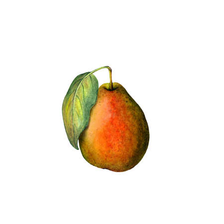 Watercolor pearの写真素材