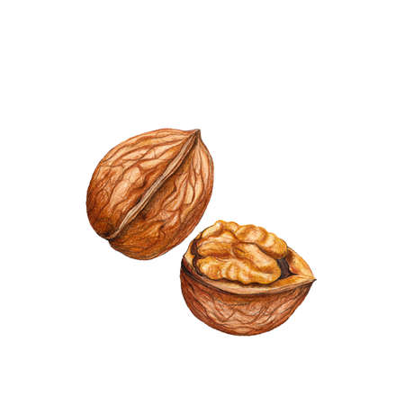 Watercolor walnut
