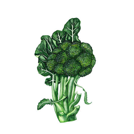 Watercolor broccoliの写真素材