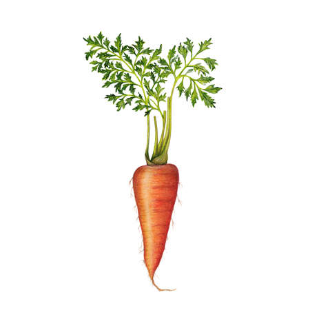 Hand drawn illustration of carrotの写真素材