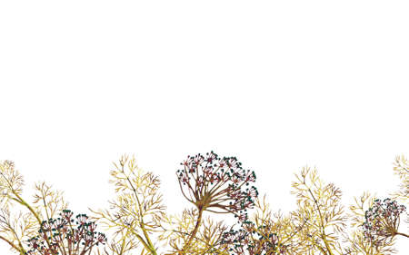 Seamless border of watercolor fennel plantの写真素材