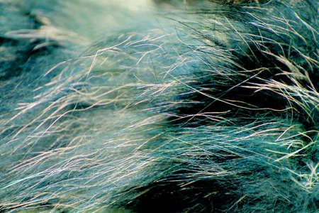 Colored blue pelageの写真素材