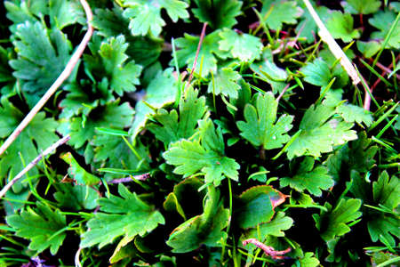 Fresh graden grass