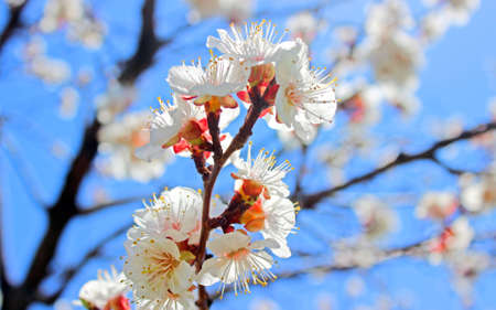 Armenian apricot branch