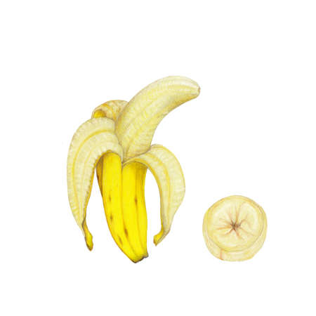 Isolated realistic illustration of bananasの写真素材