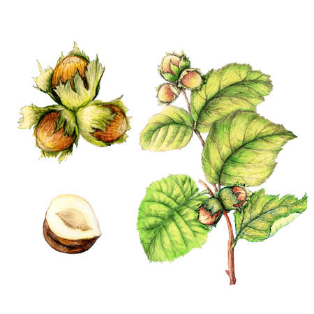 Botanical illustration of hand drawn hazelnutの写真素材