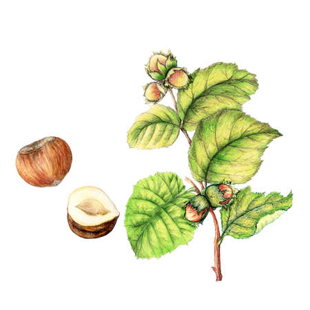 Botanical illustration of hand drawn hazelnutの写真素材