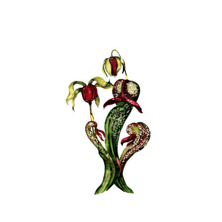 Watercolor isolated illustration of cobra lilyの写真素材