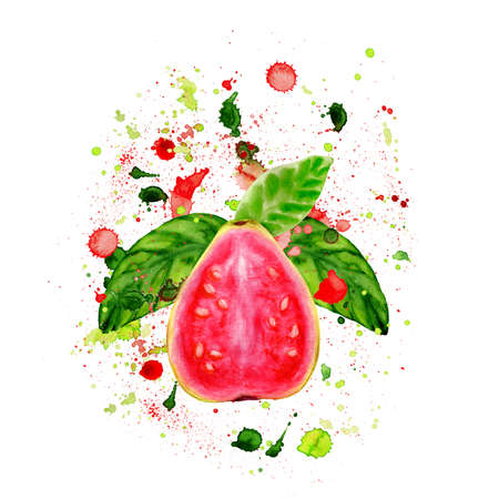 Watercolor illustration of juicy sweet guavaの写真素材