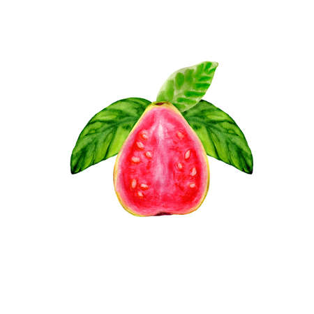 Watercolor illustration of juicy sweet guavaの写真素材