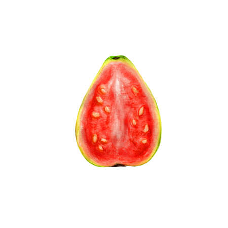 Watercolor illustration of juicy sweet guavaの写真素材