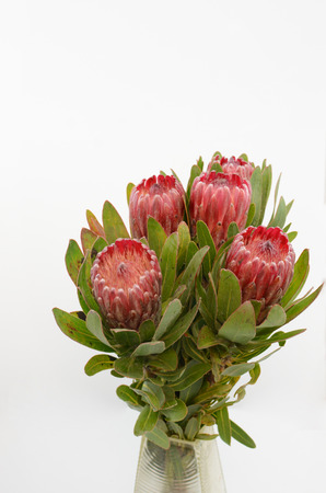 Red protea flower bunch on a white isolated background with clipping path. Closeup. For design. Nature.の写真素材