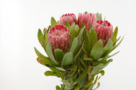 Red protea flower bunch on a white isolated background with clipping path. Closeup. For design. Nature.の写真素材