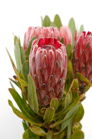 Red protea flower bunch on a white isolated background with clipping path. Closeup. For design. Nature.の写真素材