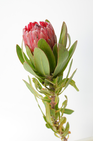 Red protea flower bunch on a white isolated background with clipping path. Closeup. For design. Nature.の写真素材
