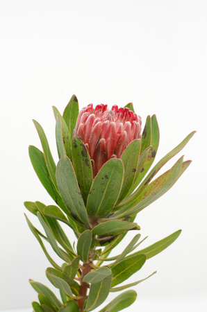 Red protea flower bunch on a white isolated background with clipping path. Closeup. For design. Nature.の写真素材
