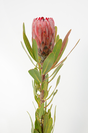 Red protea flower bunch on a white isolated background with clipping path. Closeup. For design. Nature.の写真素材