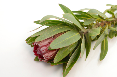 Red protea flower bunch on a white isolated background with clipping path. Closeup. For design. Nature.の写真素材