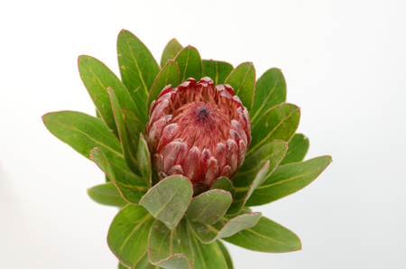 Red protea flower bunch on a white isolated background with clipping path. Closeup. For design. Nature.の写真素材