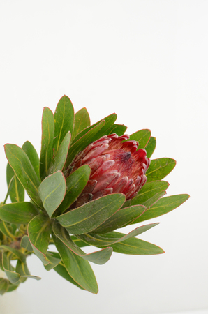 Red protea flower bunch on a white isolated background with clipping path. Closeup. For design. Nature.の写真素材