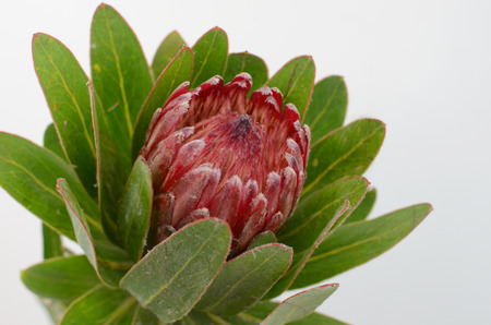 Red protea flower bunch on a white isolated background with clipping path. Closeup. For design. Nature.の写真素材