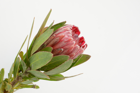 Red protea flower bunch on a white isolated background with clipping path. Closeup. For design. Nature.の写真素材