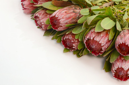 Red protea flower bunch on a white isolated background with clipping path. Closeup. For design. Nature.の写真素材